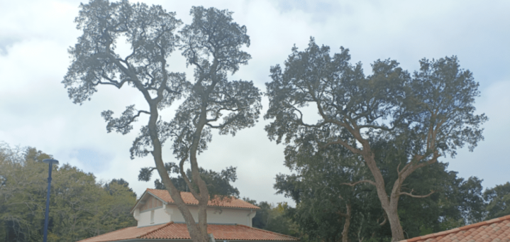Abattage d'arbre Bayonne