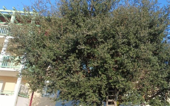 Démontage d'arbre Bayonne