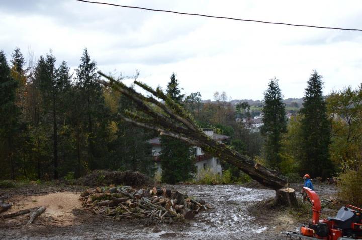 Taille raisonnée élagage Bayonne