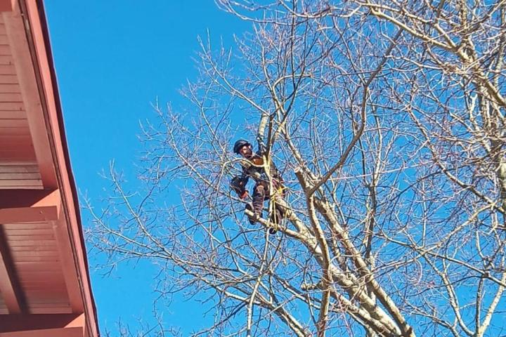 Abattage d'arbre Bayonne