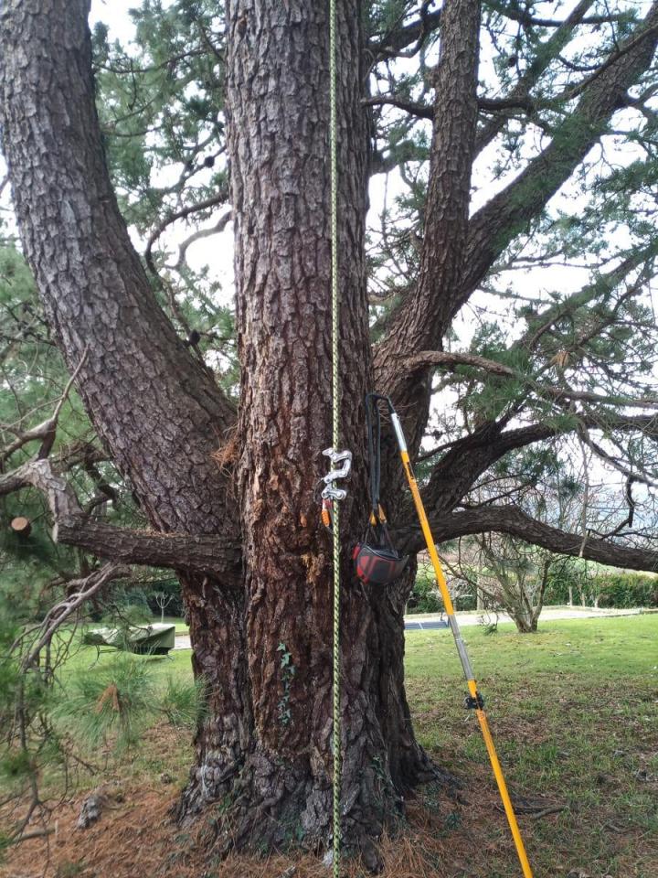Taille raisonnée élagage Bayonne