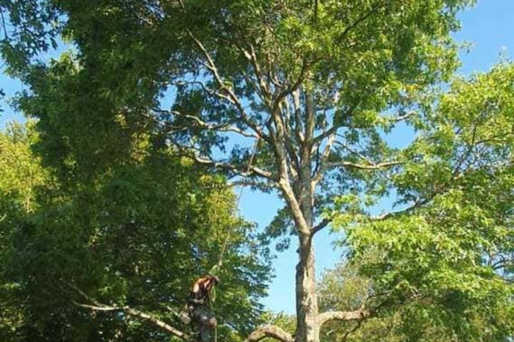 Démontage d'arbre Bayonne