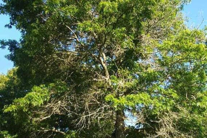 Abattage d'arbre Bayonne