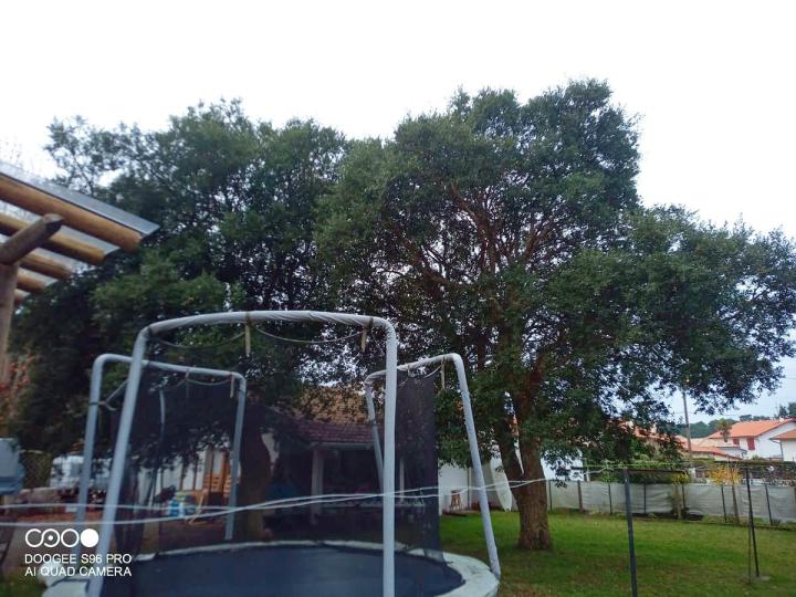 Abattage d'arbre Bayonne
