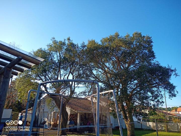 Démontage d'arbre Bayonne
