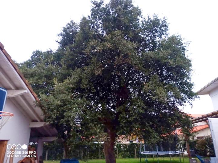 Taille raisonnée élagage Bayonne