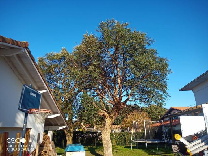 Abattage d'arbre Bayonne