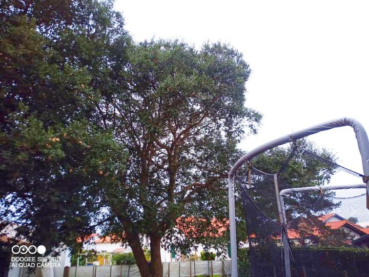 Démontage d'arbre Bayonne