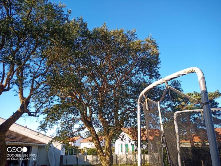 Taille raisonnée élagage Bayonne