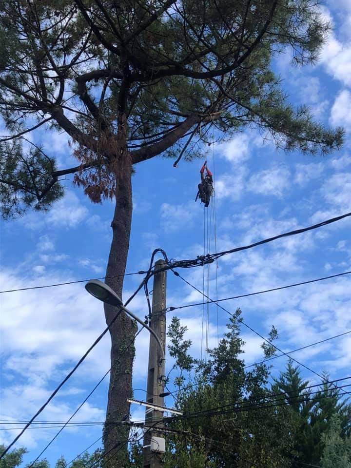 Démontage d'arbre Bayonne