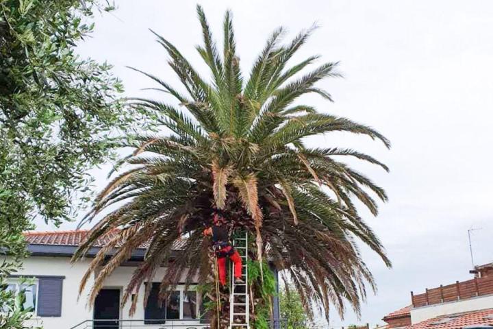 Abattage d'arbre Bayonne