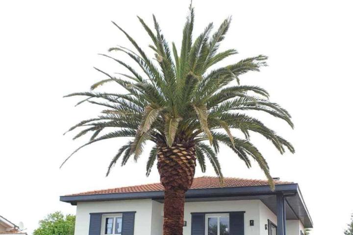 Démontage d'arbre Bayonne
