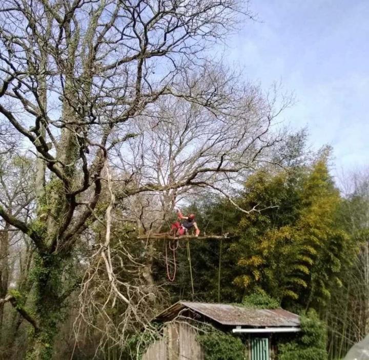 Taille et élagage d’arbres Bayonne
