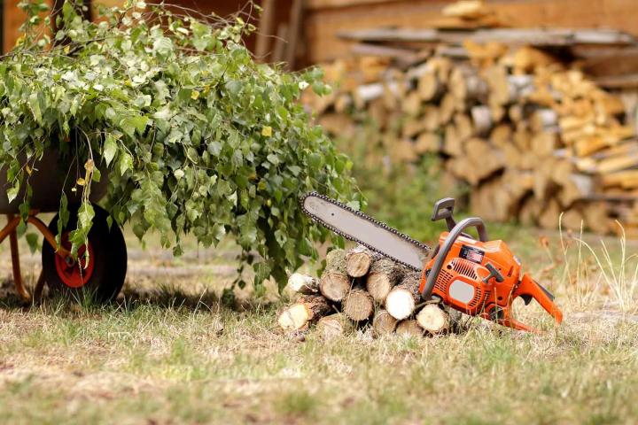 Abattage d'arbre Bayonne