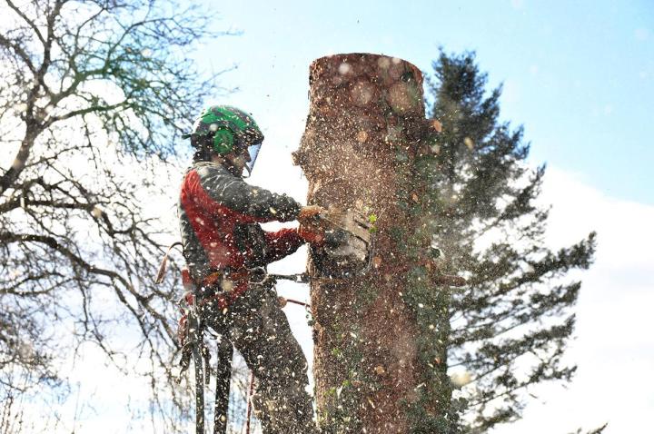 Service d’abattage et de démontage d'arbre Bayonne