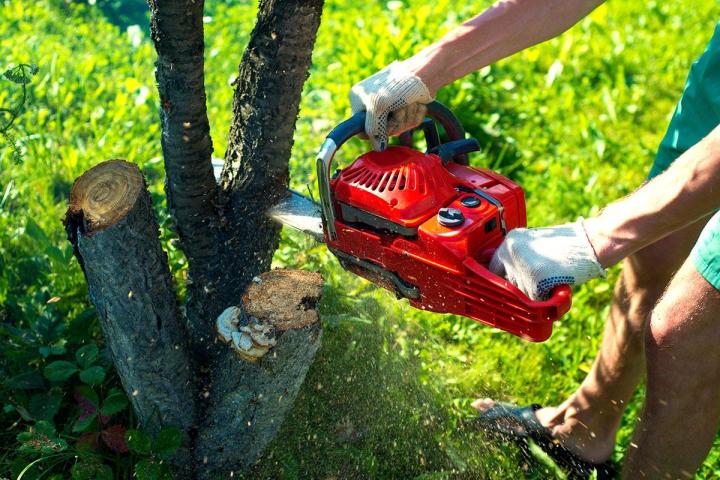 Abattage et démontage d'arbre Bayonne